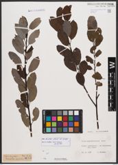 Salix bicolor Ehrh. ex Willd.